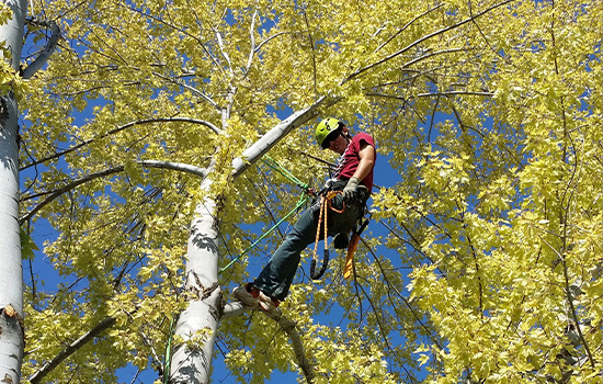 CCostallat Elagage Espaces Verts, artisans élagueurs à Rosny-sous-Bois en Seine-Saint-Denis (93)