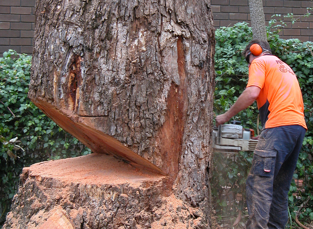 Coupe d'arbres de toute taille à Rosny-sous-Bois en Seine-Saint-Denis (93)