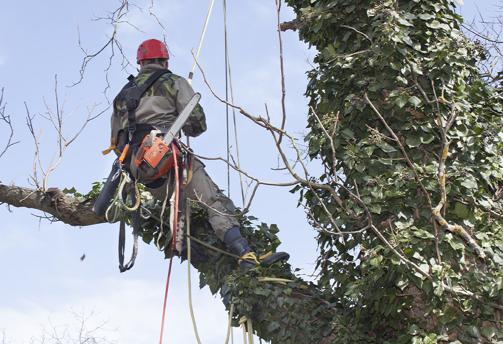 Artisans jardiniers et élagueurs à Rosny-sous-Bois en Seine-Saint-Denis (93)