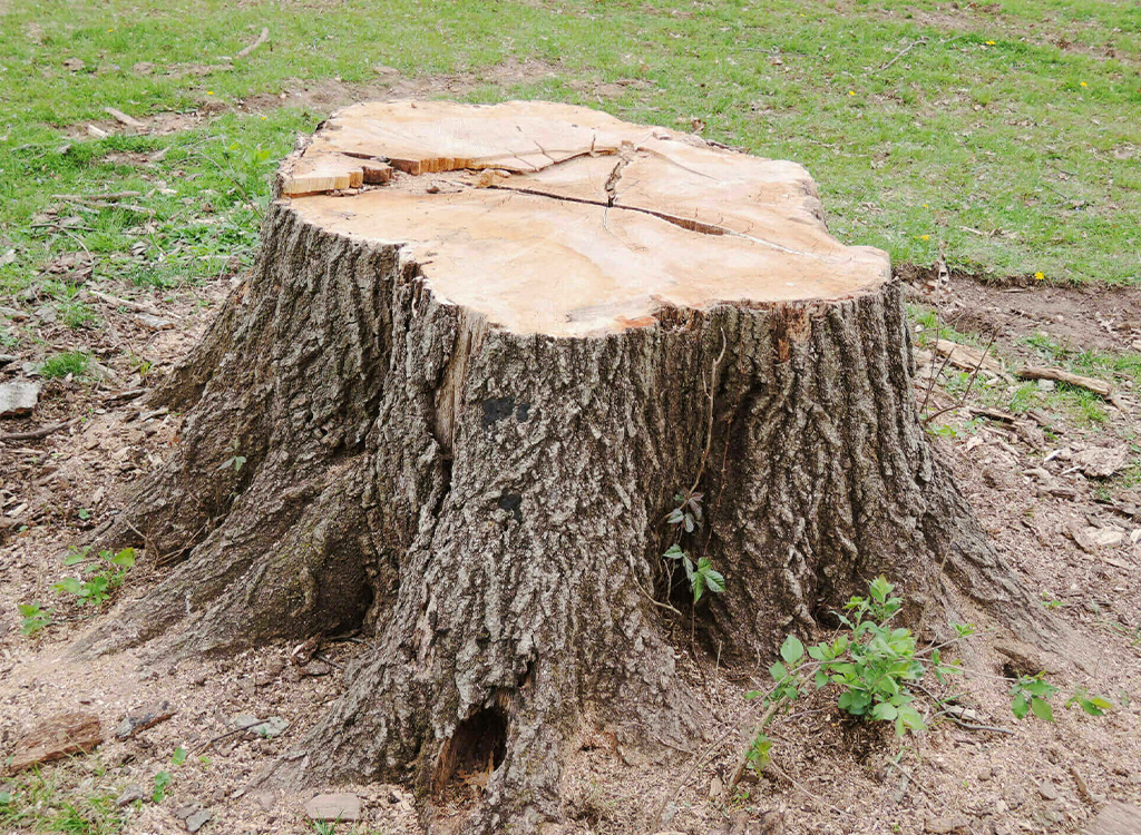 Extraction de souches d'arbres et de haies à Rosny-sous-Bois en Seine-Saint-Denis (93)