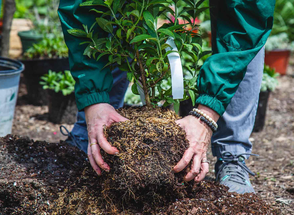 Plantation d'arbres à Rosny-sous-Bois en Seine-Saint-Denis (93)