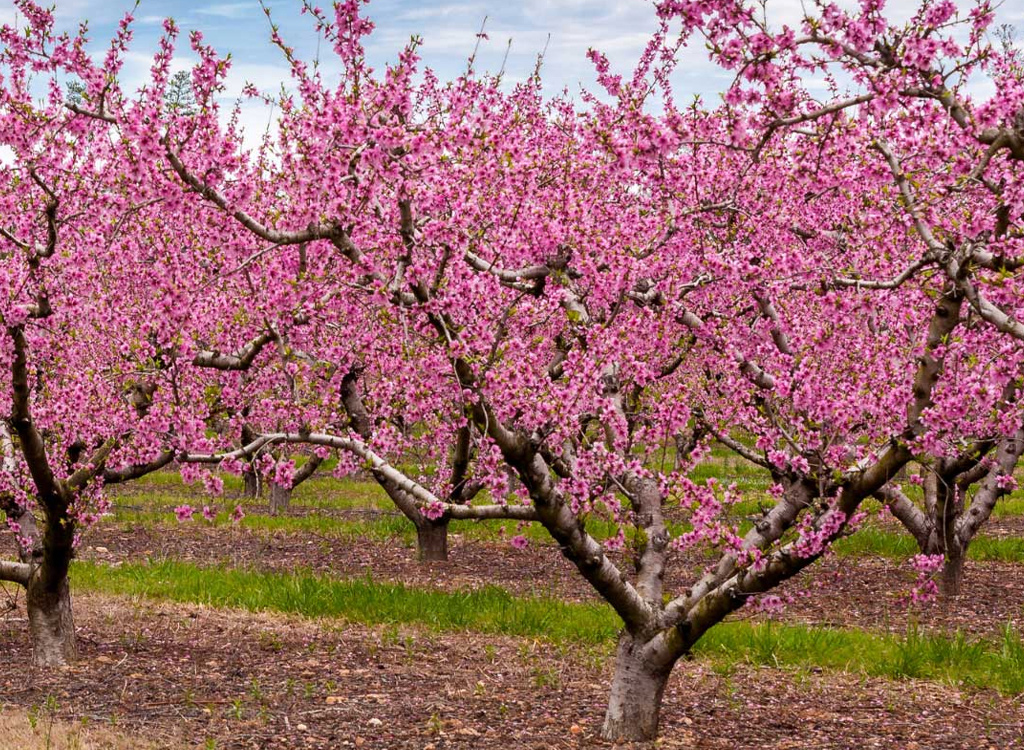 Taille et maintenance d'arbres fruitiers à Rosny-sous-Bois en Seine-Saint-Denis (93)