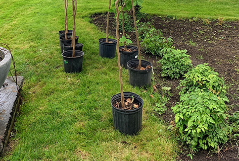 Plantation d’arbres à Rosny-sous-Bois en Seine-Saint-Denis (93)