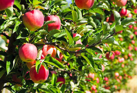 Taille d’arbres Fruitiers à Rosny-sous-Bois en Seine-Saint-Denis (93)